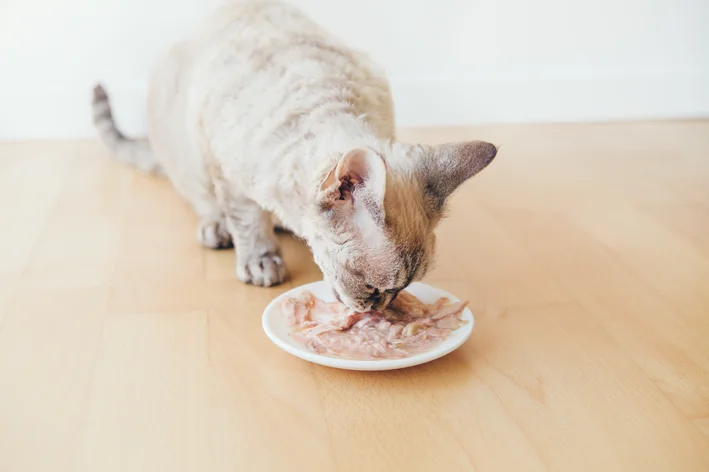 gato pode comer frango