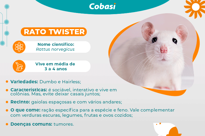 Rato Twister guia completo da espécie Blog da Cobasi