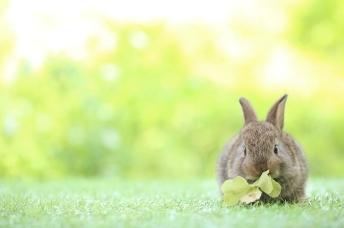 Descubra se coelho pode comer salsinha