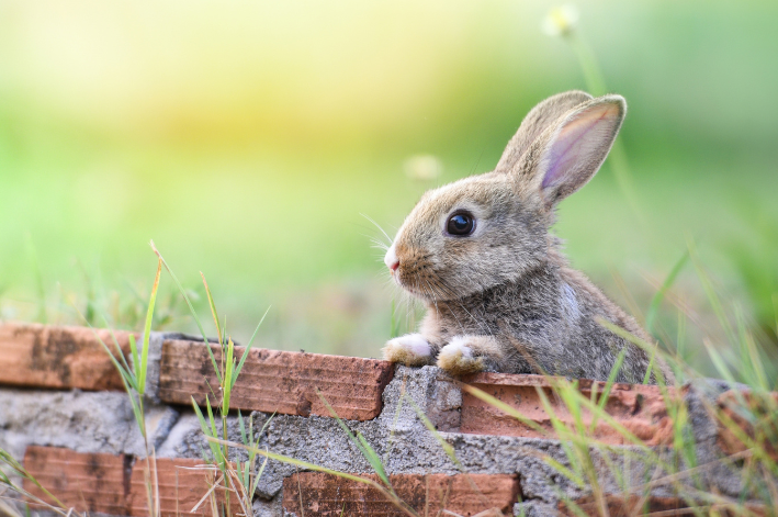 Qual é a alimentação ideal para coelhos?