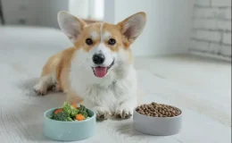 alimentos naturais para cachorro