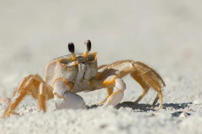 caranguejo é um animal invertebrado na areia