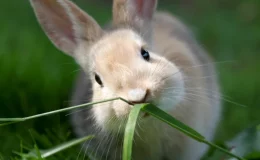 coelho comendo planta