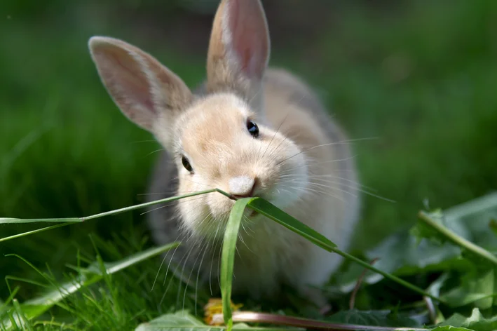 coelho comendo planta