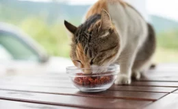 gato comendo as melhores rações para gato