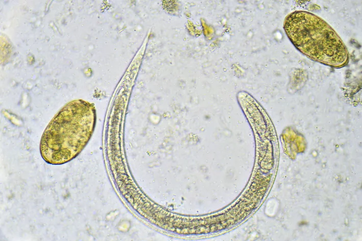 tênia vista pelo microscópio animais-invertebrados