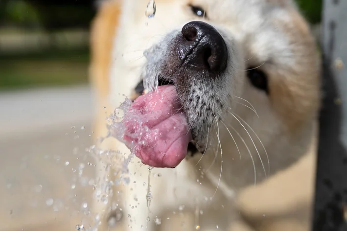 cachorro com diabete bebendo água
