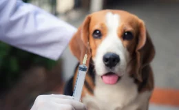 vacina cachorro
