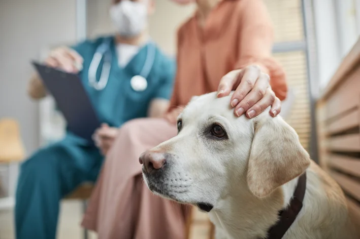 vacinas para cachorros