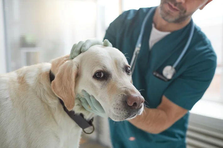 vacina de cachorro