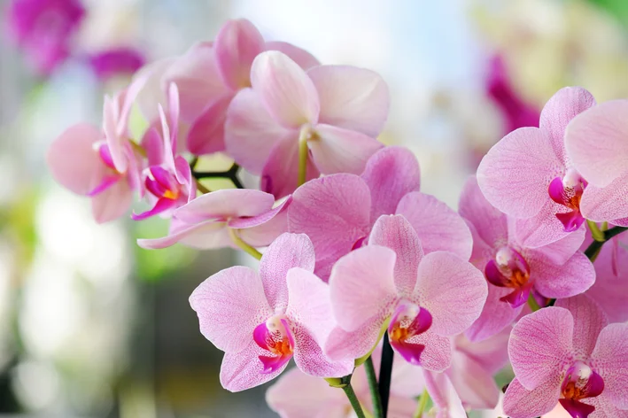 como fazer muda de orquídea 