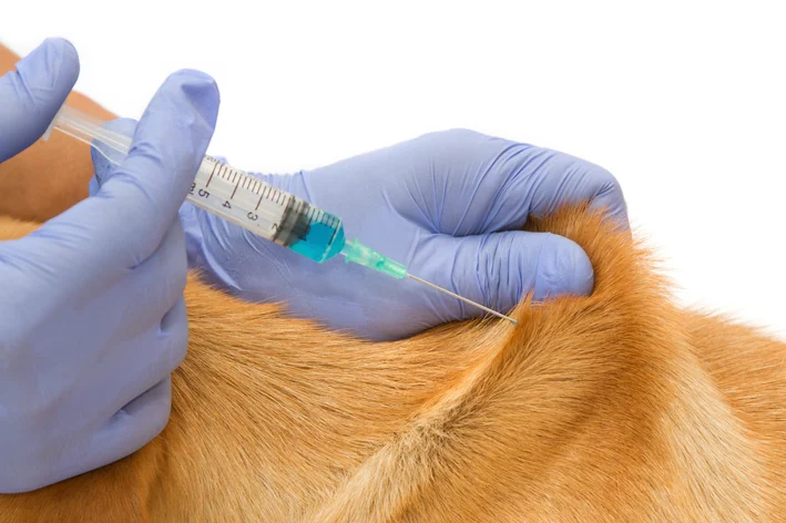 vacinas para cão