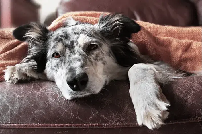 cachorro que não quer comer deitado no sofá