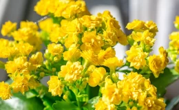 flores amarelas de Calandiva