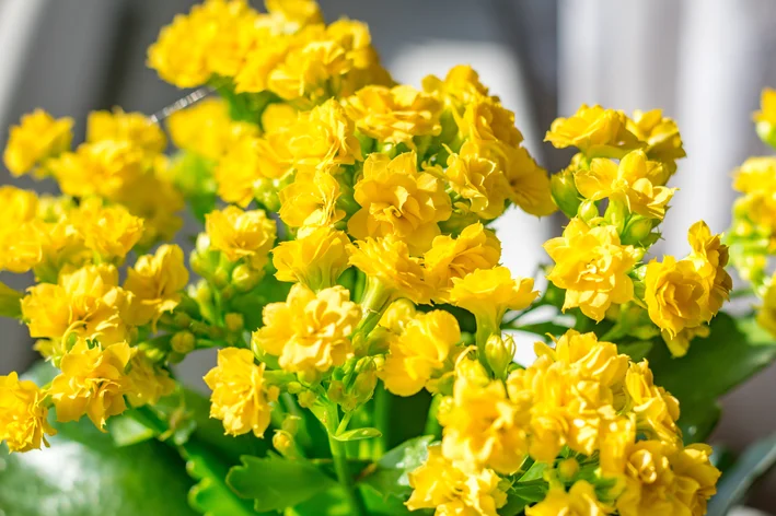 flores amarelas de Calandiva 