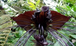 pétalas pretas de flor-morcego