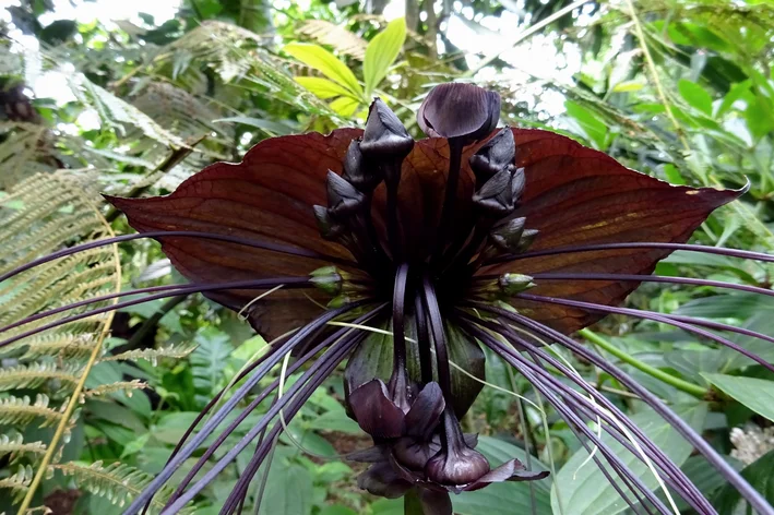 pétalas pretas de flor-morcego 