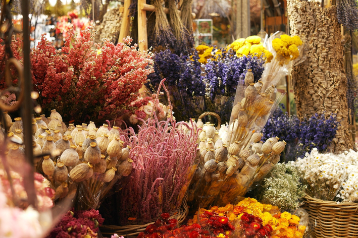 Flores Secas: Conheça tudo sobre esse estilo | Blog Cobasi