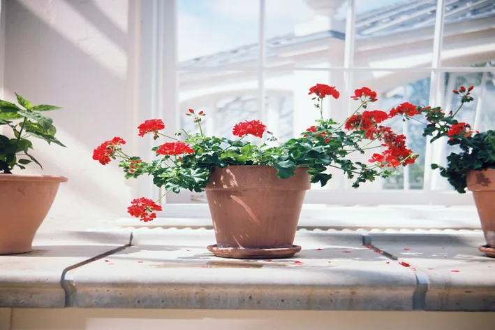 vaso com flores vermelhas na janela