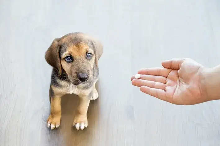 veterinário oferecendo medicamento para cão