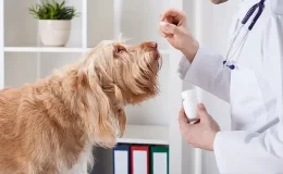 veterinário dando prednisolona para cachorro