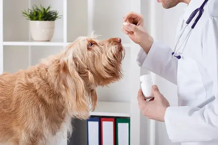 veterinário dando prednisolona para cachorro
