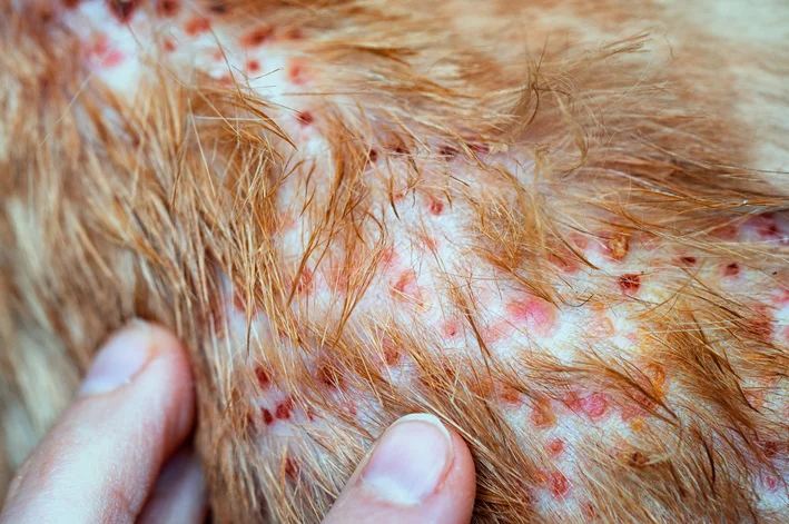Dermatite Miliar em gatos