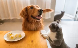 gato e cachorro juntos
