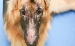dermatite atópica em cães
