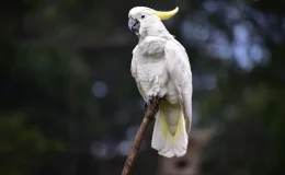Cacatua-de-crista-amarela