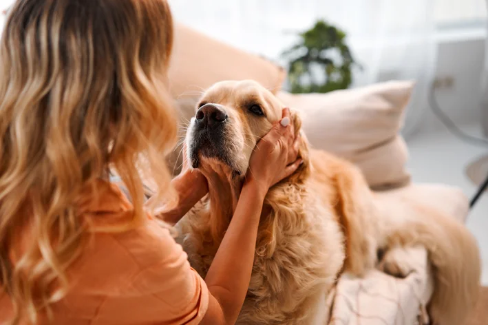 hérnia de disco em cães tem cura