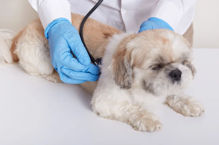 veterinário fazendo exames em um cachorro