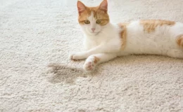 gato sentado no tapete