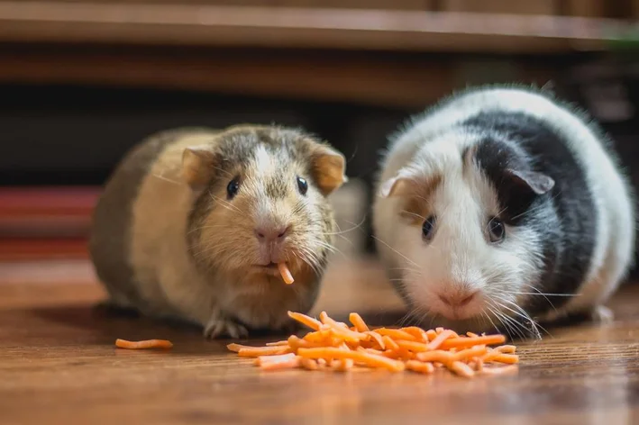 casal de hamsters são animais que estimação que não dão trabalho
