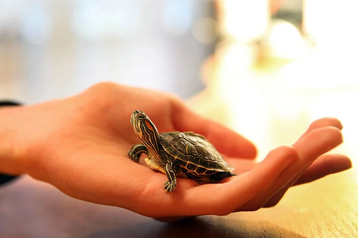 tartaruga na mão do tutor