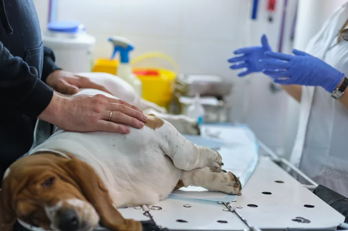 cachorro com dor de barriga no veterinário