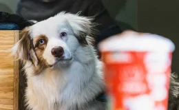 cachorro olhando para um copo de café