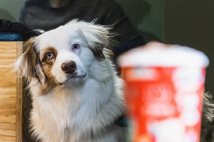 cachorro olhando para um copo de café