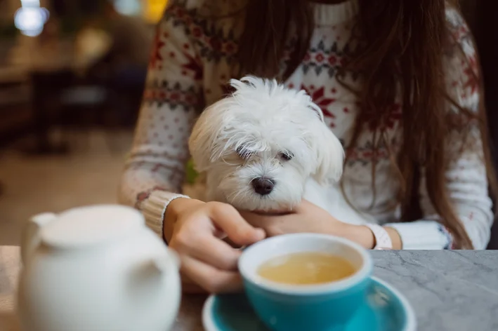 mulher oferecendo chá de camomila para o cachorro