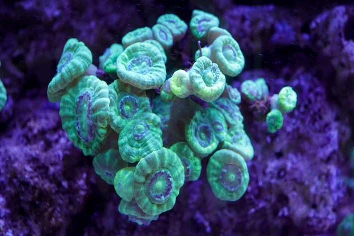 coral green close 