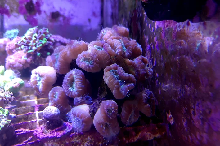 coral roxo no aquário