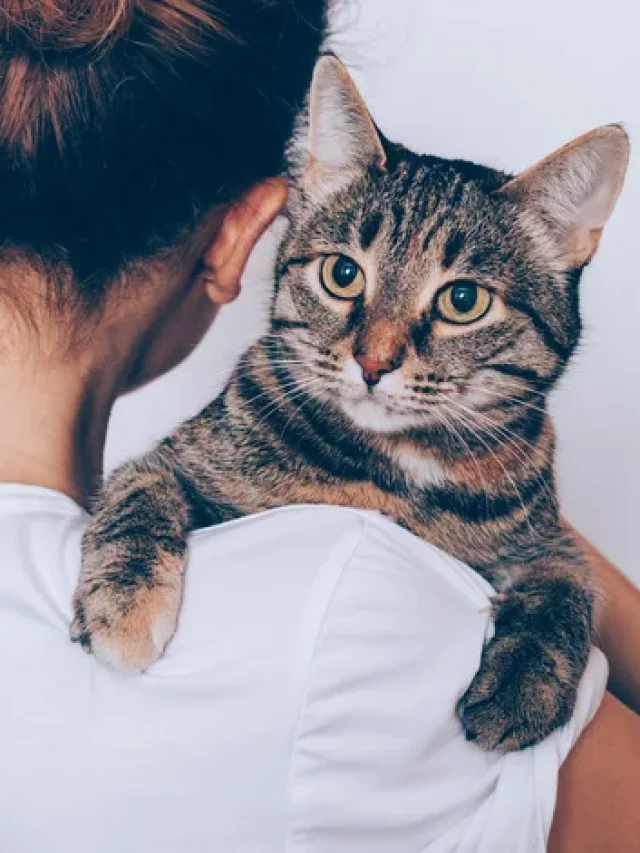 9 sinais que seu gato te ama