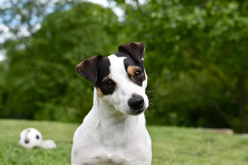 jack-russel-terrier