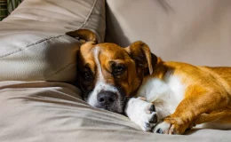 cachorro com hiponatremia no sofá