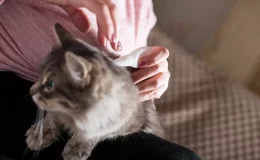 mulher aplicando melhor antipulgas para gatos