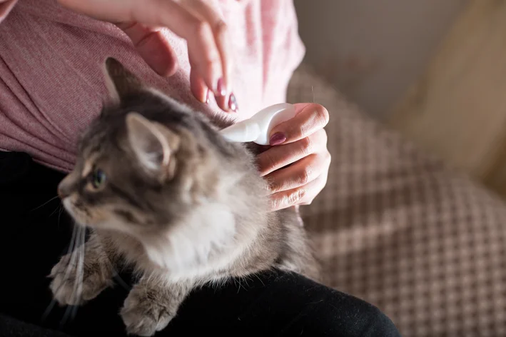 mulher aplicando melhor antipulgas para gatos