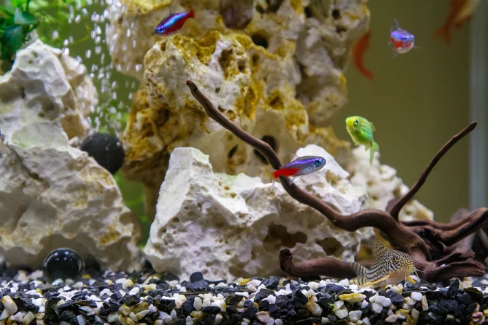 mini aquário com peixes coloridos