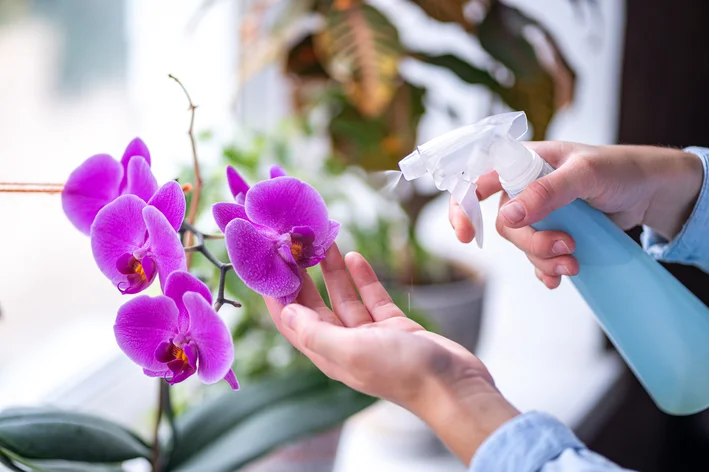 mulher borrifando adubo para orquídea florir
