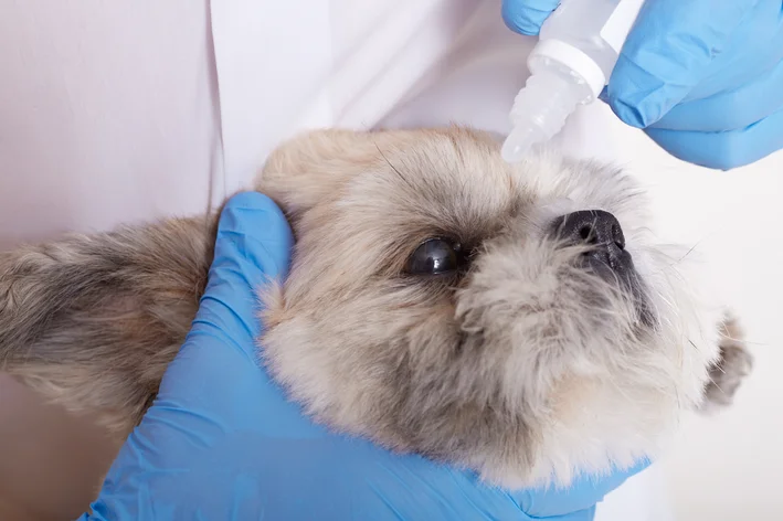 veterinário pingando colírio no olho do pet