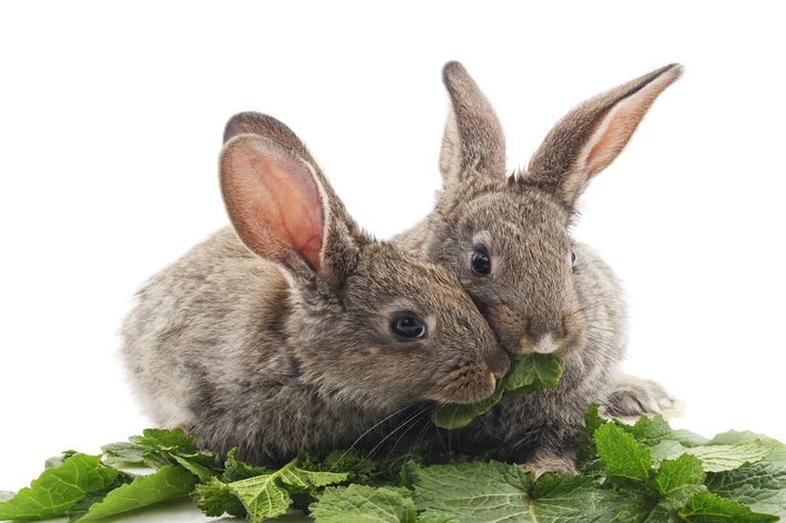 dois coelhos comendo couve